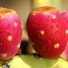 Premium RARE NOPAL RED FRUIT nopalina nopalea edible cactus sweet juice seed 100 SEEDS