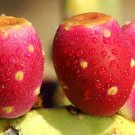 Top-Quality RARE NOPAL RED FRUIT nopalina nopalea edible cactus sweet juice seed 50 SEEDS