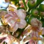 New Arrival Ceiba Pentandra, Kapok tree tropical flowering wood cotton bonsai seed 10 seeds