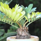 Best-Selling Zamia Furfuracea, CARDBOARD palm sago cycad planttree mexican seed - 10 seeds Best-Selling Zamia Furfuracea, CARDBOARD palm sago cycad planttree mexican seed - 10 seeds