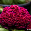 New Arrival EXOTIC CELOSIA CRISTATA CRESTED rare pink flowering amish cock's comb 15 seeds