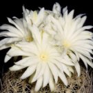 New Arrival Discocactus araneispinus, exotic perfume fragant flower cacti rare seed 50 SEEDS