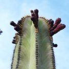 Exclusive Stenocereus dumortieri rare Isolatocereus cereus Candelabra cactus seed 20 SEEDS Exclusive Stenocereus dumortieri rare Isolatocereus cereus Candelabra cactus seed 20 SEEDS
