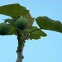 Top-Quality PHYSIC NUT Barbados Purging JATROPHA Curcas rare exotic BIO DIESEL seed 6 seeds