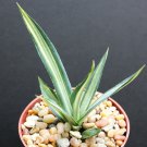 New Arrival AGAVE SISALANA MEDIOPICTA ALBA variegated rare variegata cactus plant aloe 4"" New Arrival AGAVE SISALANA MEDIOPICTA ALBA variegated rare variegata cactus plant aloe 4""