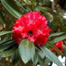Limited Edition EXOTIC RHODODENDRON ARBOREUM exotic Medicinal herb tree flowering seed 10 SEEDS Limited Edition EXOTIC RHODODENDRON ARBOREUM exotic Medicinal herb tree flowering seed 10 SEEDS