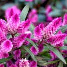 Exclusive Celosia Spicata wheat Flamingo Feather purple pink fuschia flowers seed 20 seeds Exclusive Celosia Spicata wheat Flamingo Feather purple pink fuschia flowers seed 20 seeds