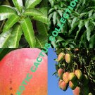Best-Selling 25 Mango Leaves FLORIDA 100% Organic Freshly Picked herbs leaf fresh Best-Selling 25 Mango Leaves FLORIDA 100% Organic Freshly Picked herbs leaf fresh