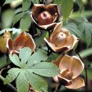 Best-Selling Wood Rose, MERREMIA TUBEROSA vine yellow flower morning glory Ipomoea-15 seeds Best-Selling Wood Rose, MERREMIA TUBEROSA vine yellow flower morning glory Ipomoea-15 seeds