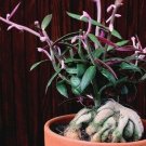 Best-Selling Monadenium Rubellum exotic rare caudex euphorbia bonsai (ONE) 1 ROOTED CUTTING
