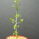 New Arrival Commiphora simplicifolia, guggul myrrh tree exotic caudex mukul bonsai 4"" plant New Arrival Commiphora simplicifolia, guggul myrrh tree exotic caudex mukul bonsai 4"" plant