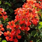 Premium Bauhinia Galpinii rare RED ORCHID TREE exotic flower bonsai plantseed 10 seeds Premium Bauhinia Galpinii rare RED ORCHID TREE exotic flower bonsai plantseed 10 seeds