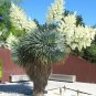 New Arrival BEAKED YUCCA, yuca rostrata Big Bend agave garden aloe tree like seed 50 SEEDS