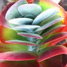 New Arrival COLOR- Kalanchoe Thyrsiflora exotic xeriscaping mesembs succulent seed 100 SEEDS New Arrival COLOR- Kalanchoe Thyrsiflora exotic xeriscaping mesembs succulent seed 100 SEEDS