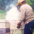 Limited Edition 1/4 POUND SMOKER FUEL, HONEY BEE KEEPING BEES HIVE SMOKE NATURAL PINE NEEDLES Limited Edition 1/4 POUND SMOKER FUEL, HONEY BEE KEEPING BEES HIVE SMOKE NATURAL PINE NEEDLES