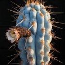 Exclusive Azureocereus hertlingianus exotic cactus rare cacti browningia seed fig 50 SEEDS Exclusive Azureocereus hertlingianus exotic cactus rare cacti browningia seed fig 50 SEEDS
