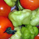 Premium SWEET CHILI PEPPER, mild aji cubano dulce CACHUCHA spanish dishes seed60 SEEDS