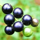 New Arrival black nightshade Solanum Nigrum garden huckleberry hierba mora seed200 seeds New Arrival black nightshade Solanum Nigrum garden huckleberry hierba mora seed200 seeds