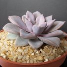 Premium Graptoveria Debbie,rare purple color flowering succulent cactus plant 4"" pot Premium Graptoveria Debbie,rare purple color flowering succulent cactus plant 4"" pot