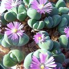 Limited Edition Gibbaeum Dispar living stones exotic rare mesembs rock cacti semi seed 100 SEEDS Limited Edition Gibbaeum Dispar living stones exotic rare mesembs rock cacti semi seed 100 SEEDS