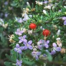 Limited Edition Lycium carolinianum, Florida native tree christmas berrybonsai seed 10 seeds Limited Edition Lycium carolinianum, Florida native tree christmas berrybonsai seed 10 seeds