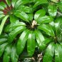 New Arrival Schefflera actinophylla rare flowering Queensland umbrella tree seed 100 seeds