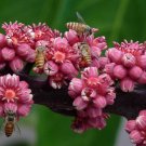 Premium Schefflera actinophylla rare flowering Queensland umbrella octopus tree 25 seeds