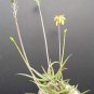 Top-Quality ALOE BAKERI | cactus hybrid exotic color succulent rare flowering seed 50 SEEDS