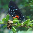 Best-Selling Nashia inaguensis Bahamas Berry exotic florida native fruits bird seed 100 SEEDS Best-Selling Nashia inaguensis Bahamas Berry exotic florida native fruits bird seed 100 SEEDS