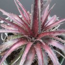 Best-Selling DYCKIA CHERRY COKE Hybrid exotic terrestrial bromeliad air rare seed 50 seeds Best-Selling DYCKIA CHERRY COKE Hybrid exotic terrestrial bromeliad air rare seed 50 seeds