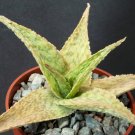 Limited Edition Aloe Silver Ridge, rare succulent plant exotic cacti cactus agave bonsai4"" pot
