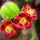 Limited Edition Bellyache Bush, JATROPHA GOSSYPIFOLIA rare carnivorous succulents seed 100 SEEDS Limited Edition Bellyache Bush, JATROPHA GOSSYPIFOLIA rare carnivorous succulents seed 100 SEEDS