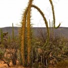 Limited Edition FOUQUIERIA COLUMNARIS boojum tree cirio ocotillo flowering succulent 10 seeds