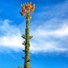 Premium BOOJUM TREE fouquieria columnaris cirio ocotillo flowering succulent 10 seeds Premium BOOJUM TREE fouquieria columnaris cirio ocotillo flowering succulent 10 seeds