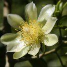 Limited Edition RARE Pereskia aculeata gold Variegated | variegata cactus plant cacti 6"" pot G Limited Edition RARE Pereskia aculeata gold Variegated | variegata cactus plant cacti 6"" pot G