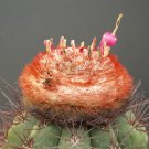 Limited Edition Melocactus neomontanus exotic turk's cap cacti rare cactus semi seed 20 SEEDS Limited Edition Melocactus neomontanus exotic turk's cap cacti rare cactus semi seed 20 SEEDS