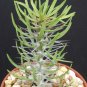 Limited Edition Didierea sp nova aff trollii, madagascar ocotillo rare spiny reptile plant 4""