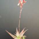 Top-Quality Aloe cultivar SILVER RIDGE, hybrid exotic outdoor succulent rare seed 100 SEEDS Top-Quality Aloe cultivar SILVER RIDGE, hybrid exotic outdoor succulent rare seed 100 SEEDS