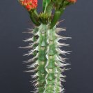 Top-Quality Euphorbia Viguieri v ANTSALOVENSIS exotic flowering madagascar rare seed 5 seeds Top-Quality Euphorbia Viguieri v ANTSALOVENSIS exotic flowering madagascar rare seed 5 seeds