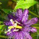 Top-Quality PASSION FRUIT purple flower vine maypop PASSIFLORA INCARNATA plant seed 10 SEEDS Top-Quality PASSION FRUIT purple flower vine maypop PASSIFLORA INCARNATA plant seed 10 SEEDS