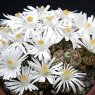 Exclusive Lithops karasmontana, living stone cactus seed 15 SEEDS Exclusive Lithops karasmontana, living stone cactus seed 15 SEEDS