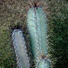 Exclusive Cereus forbesii grafting stock grafted cacti night flower cactus seed 50 SEEDS