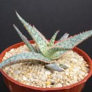 Exclusive Aloe cultivar BRIGHT STAR, hybrid exotic rare color succulent cacti plant 4"" pot Exclusive Aloe cultivar BRIGHT STAR, hybrid exotic rare color succulent cacti plant 4"" pot