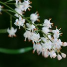 Exclusive ASPARAGUS SPRENGERI shrub fragrant flowering FERN bush bird atract seed 20 seeds