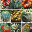 Top-Quality BARREL CACTUS VARIETY mix exotic globular ball cacti rare flower seed 20 SEEDS Top-Quality BARREL CACTUS VARIETY mix exotic globular ball cacti rare flower seed 20 SEEDS