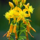Exclusive BULBINE NATALENSIS rooiwortel rare exotic medicinal succulent flowering 20 seeds