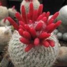 Best-Selling Epithelantha micromeris |buttom cactus globular flowering cacti seed 100 SEEDS Best-Selling Epithelantha micromeris |buttom cactus globular flowering cacti seed 100 SEEDS