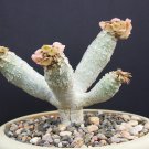 Top-Quality Euphorbia ANKARENSIS exotic caudex madagascar succulent rare bonsai seed 5 seeds Top-Quality Euphorbia ANKARENSIS exotic caudex madagascar succulent rare bonsai seed 5 seeds