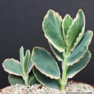 Best-Selling Kalanchoe fedtschenkoi Aurora Borealis variegated rare color plant exotic 4"" pot Best-Selling Kalanchoe fedtschenkoi Aurora Borealis variegated rare color plant exotic 4"" pot