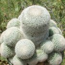 New Arrival RARE MAMMILLARIA CANDIDA | cactus cacti seed 20 SEEDS New Arrival RARE MAMMILLARIA CANDIDA | cactus cacti seed 20 SEEDS